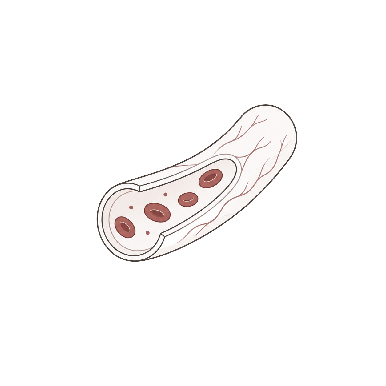 Microcirculation icon
